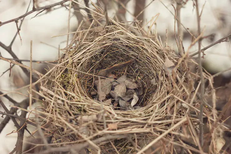 Bird-nest